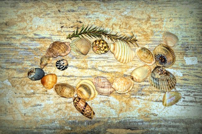 Kaye Menner | Shell Fish