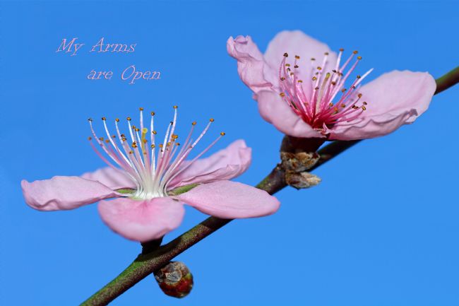 Kaye Menner | My Arms are Open