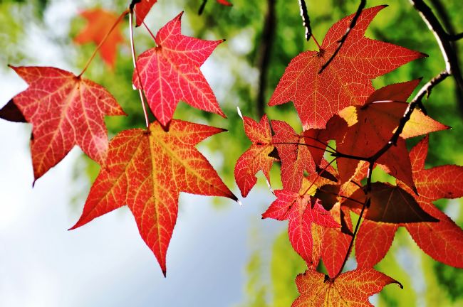 Kaye Menner | Shades of Red