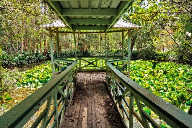 Kaye Menner | View of Lily Pads from Gazebo