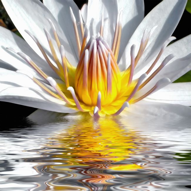 Kaye Menner | Yellow Infusion