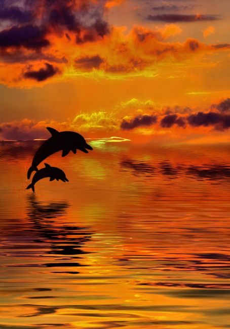 Kaye Menner | Dolphin Sunset Silhouette
