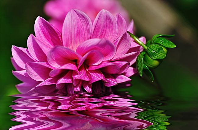 Kaye Menner | Dahlia on Water