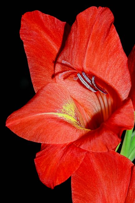 Kaye Menner | Red Gladiolo Macro