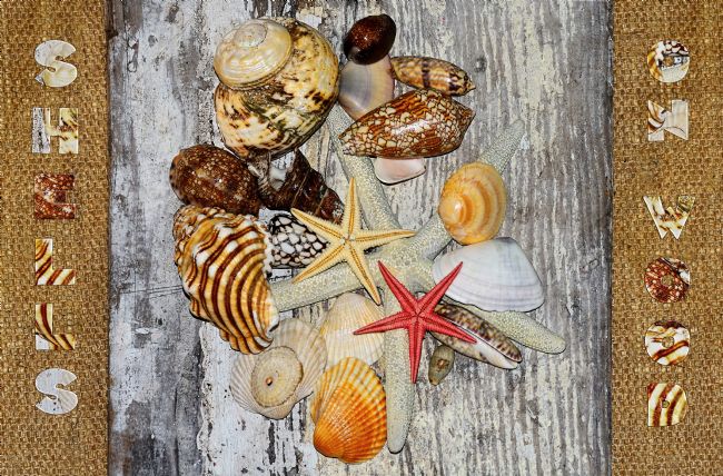 Kaye Menner | Shells on Wood