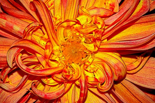 Kaye Menner | Curly Petals Dahlia 2