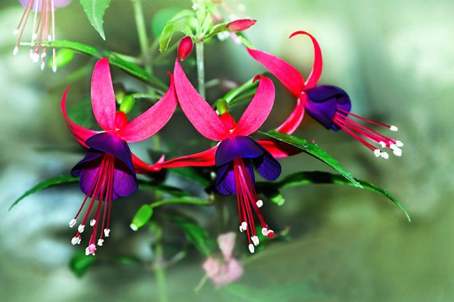 Kaye Menner | Vibrant Fuchsias