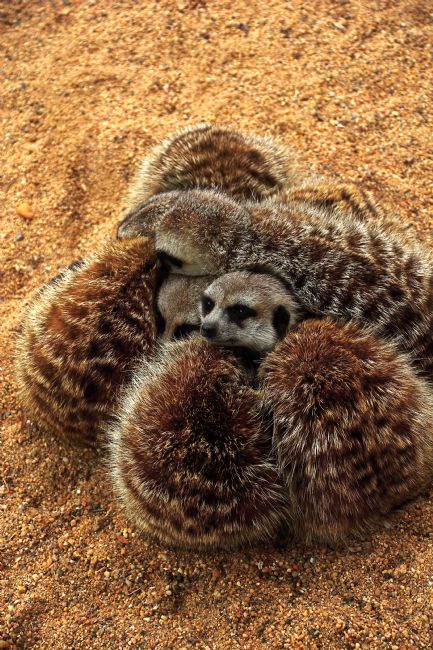 Kaye Menner | A Huddle of Baby Meerkats
