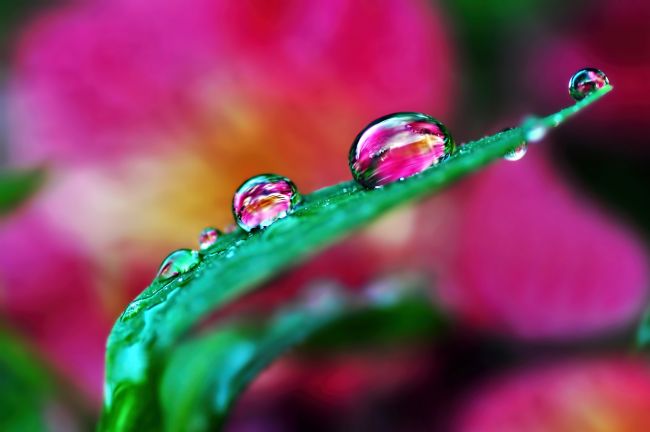 Kaye Menner | Water Droplets in Magenta