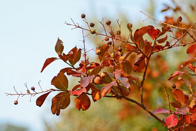 Kaye Menner | Simply Autumn