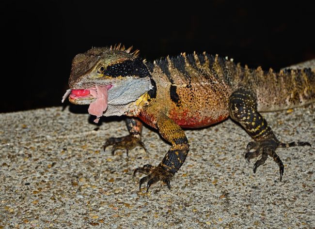 Kaye Menner | Water Dragon Eating Ham