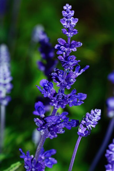 Kaye Menner | Rich Blue Lavender