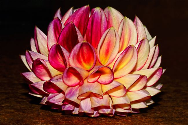 Kaye Menner | Variegated Pompon Dahlia