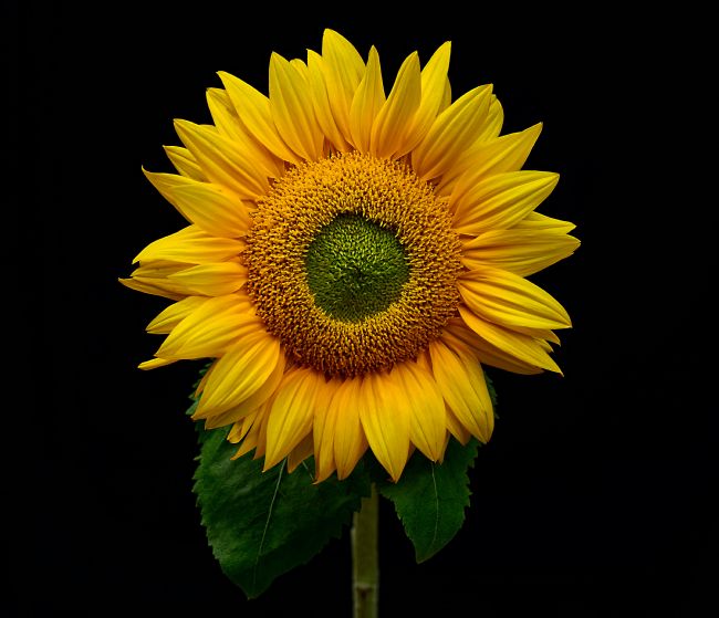 Kaye Menner | Sunflower Bright and Happy