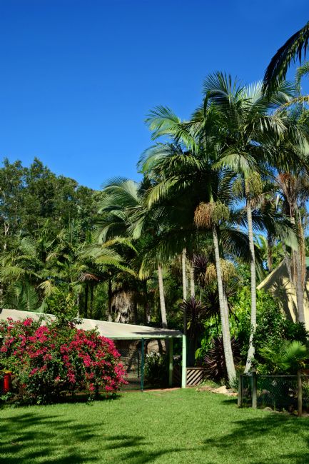 Kaye Menner | Tropical Palms and Bougainvillea
