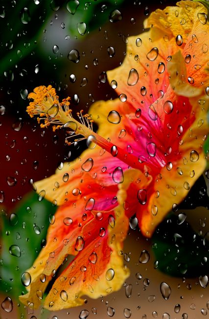 Kaye Menner | Hibiscus Through Raindrops