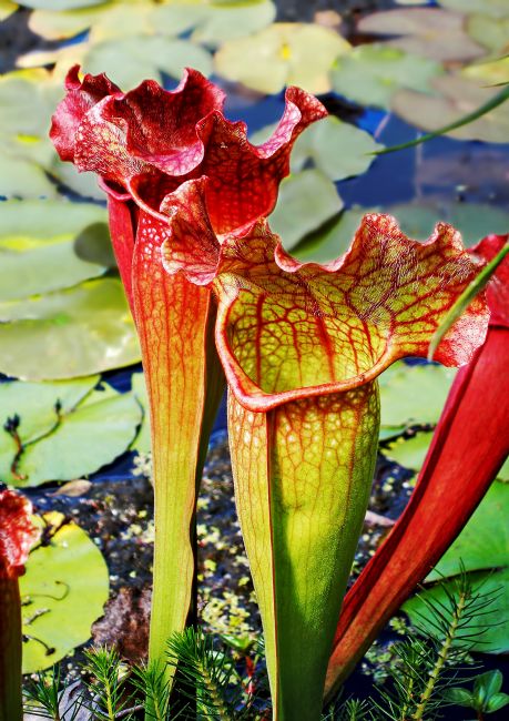 Kaye Menner | Pitcher Plant - Carniverous Plant