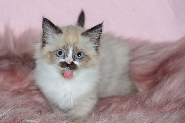 Kaye Menner | I Told You So