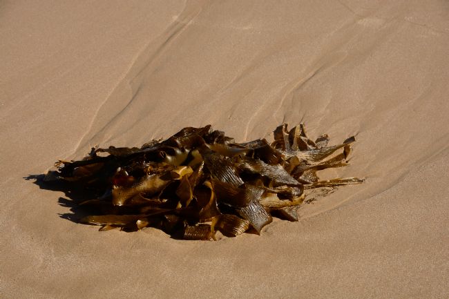 Kaye Menner | Seaweed on the Sand
