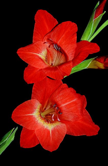 Kaye Menner | Vibrant Red Gladioli