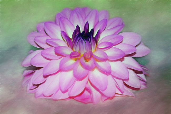 Kaye Menner | Pink Dahlia Art