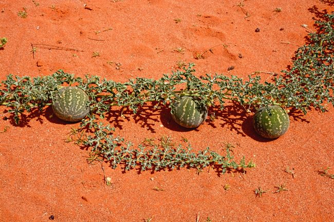 Kaye Menner | Citron Melon Outback Australia