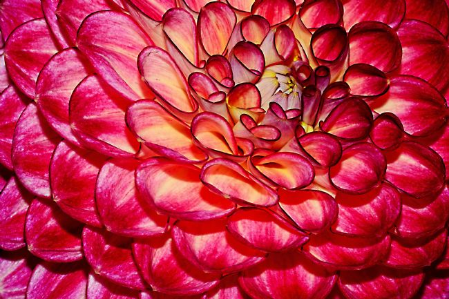 Kaye Menner | Dahlia Delight