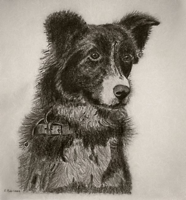 Kaye Menner | Border Collie Pencil Charcoal Portrait
