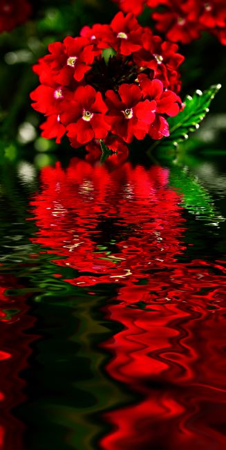 Kaye Menner | Vibrant Verbena Reflections 2