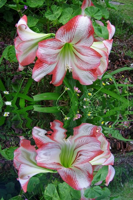 Kaye Menner | Hippeastrum Reflections in Pond