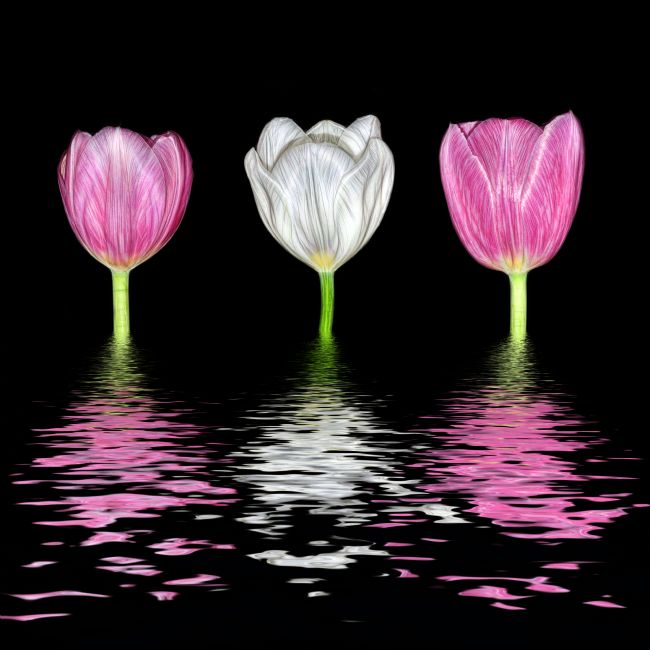 Kaye Menner | Three Tulips in Water