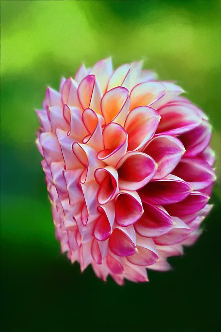 Kaye Menner | Pretty Pompon Dahlia on Green