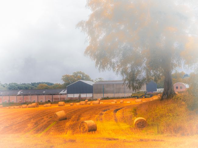 Cyndy Duff | Autumn Mist In Stirlingshire Scotland