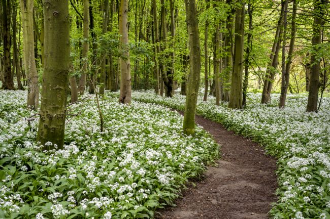 Richard Burdon | Wild Garlic In Raincliffe Woods