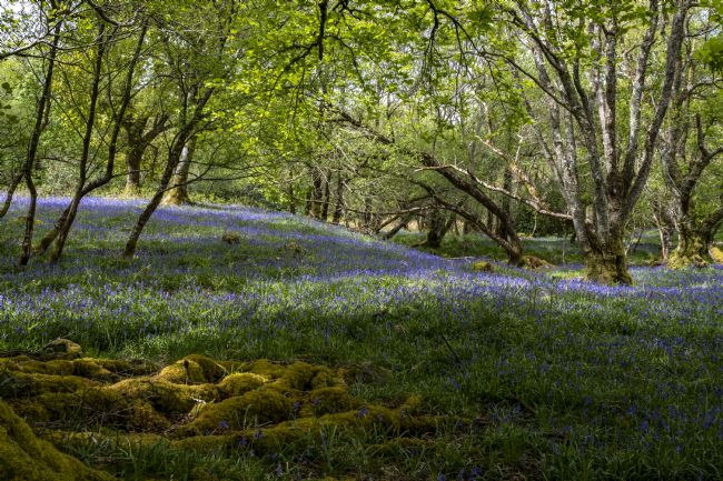 Richard Burdon | Bluebell Heaven