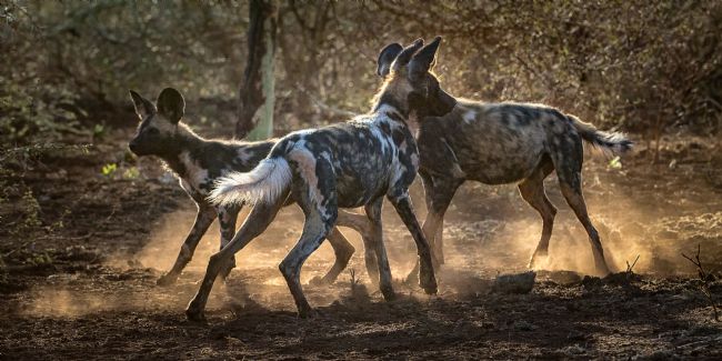 Roy Scrivener | African Wild Dog Pack
