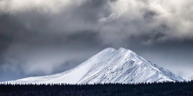 Roy Scrivener | The White Giant