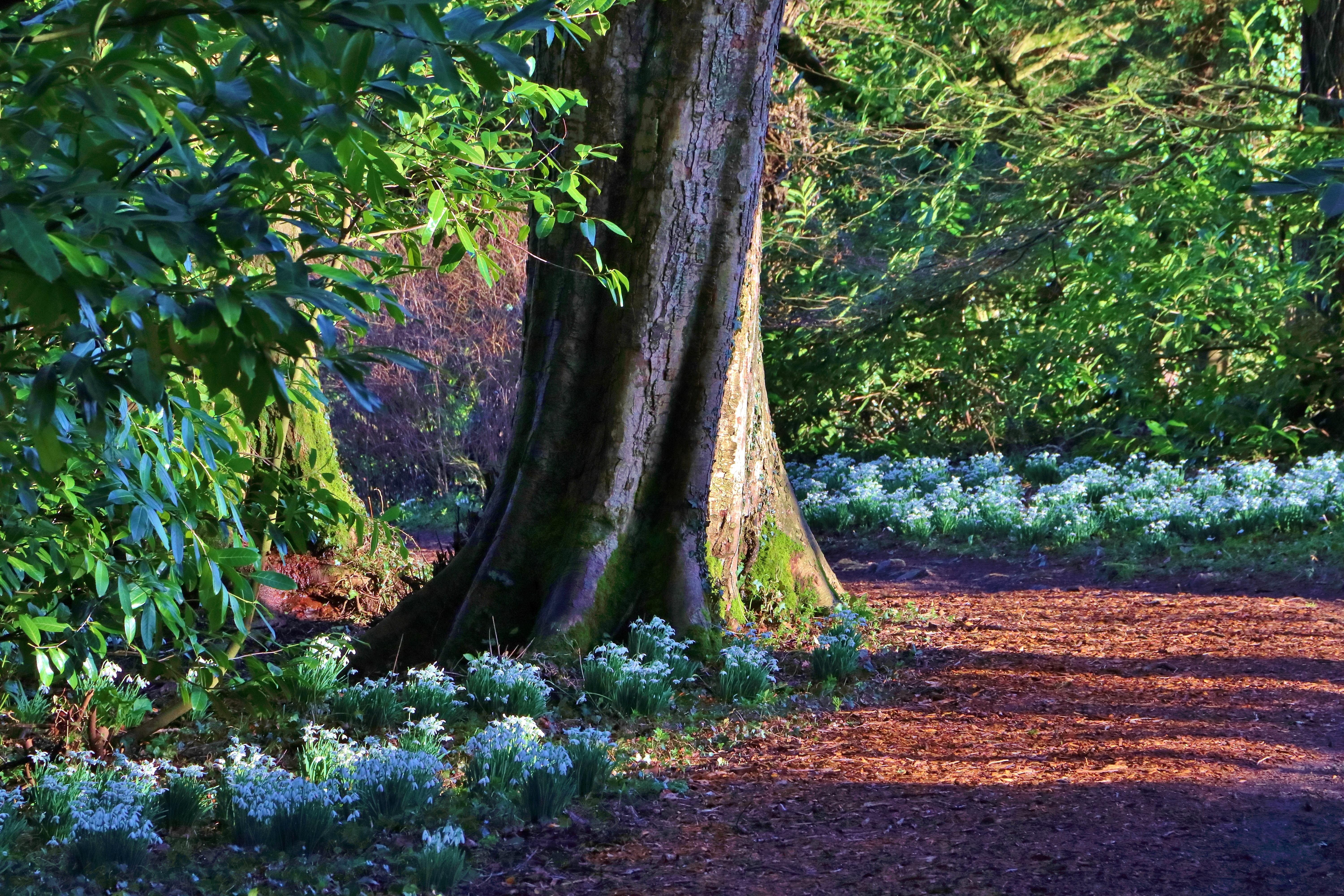 Susan Snow | Snowdrop woods