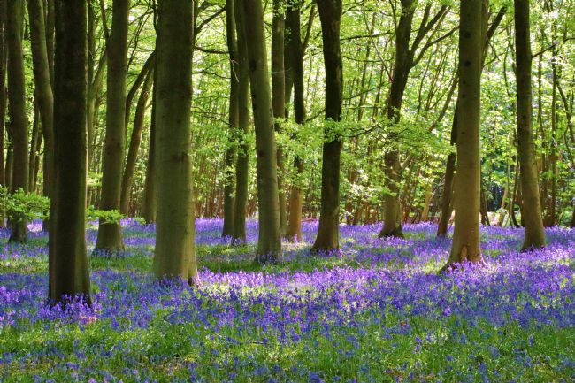 Susan Snow | Cotswold Bluebell Wood