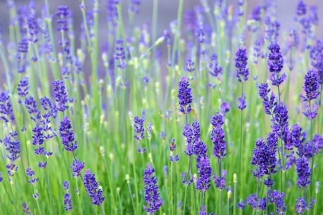 Susan Snow | Colourful Lavender