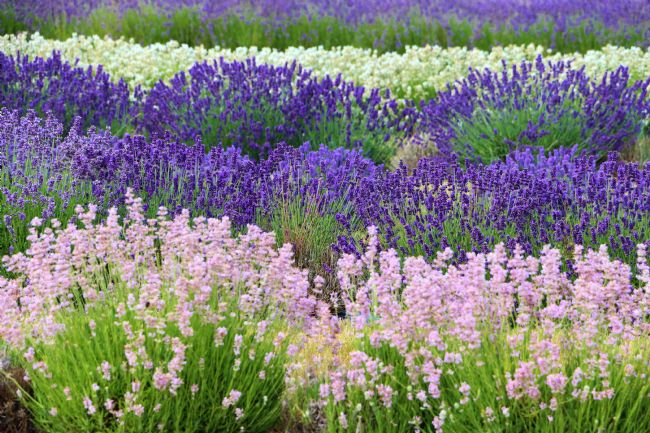 Susan Snow | Colourful Lavender