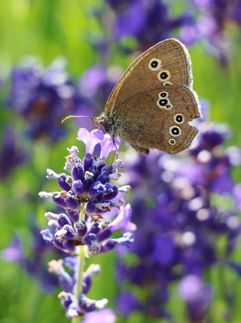 Susan Snow | Female Ringlet Butterfly on Lavender