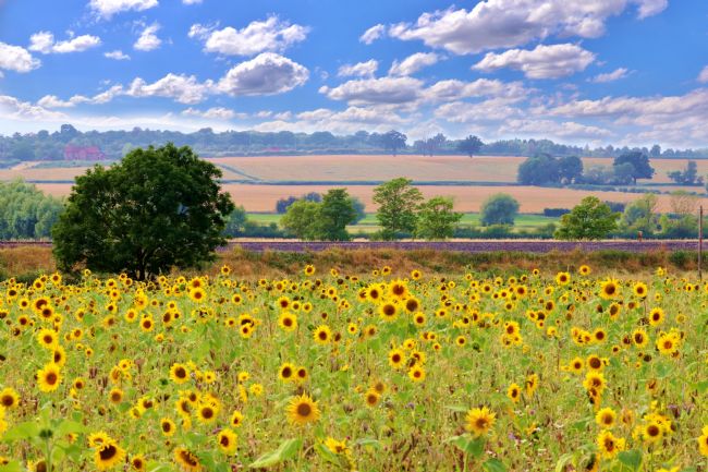 Susan Snow | A Field of Sunflowers