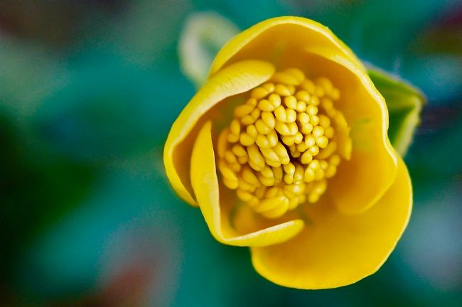 Penny Martin | Yellow Buttercup