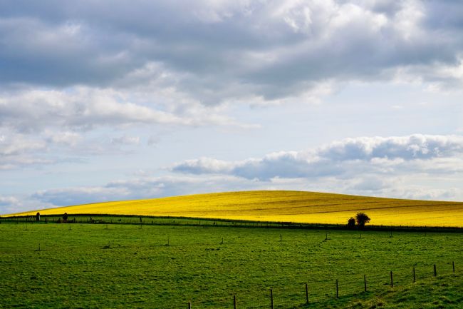 Penny Martin | Brilliant Yellow Rapeseed 