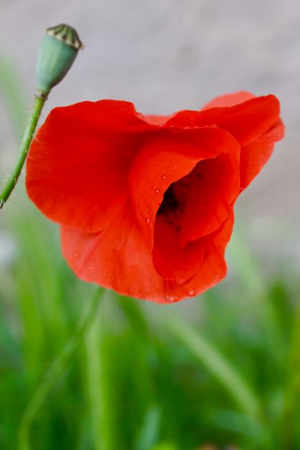 Penny Martin | Single Red Poppy amongst the field of corn
