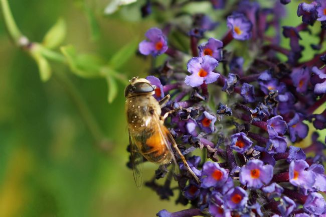 Penny Martin | Beeeautiful Bee