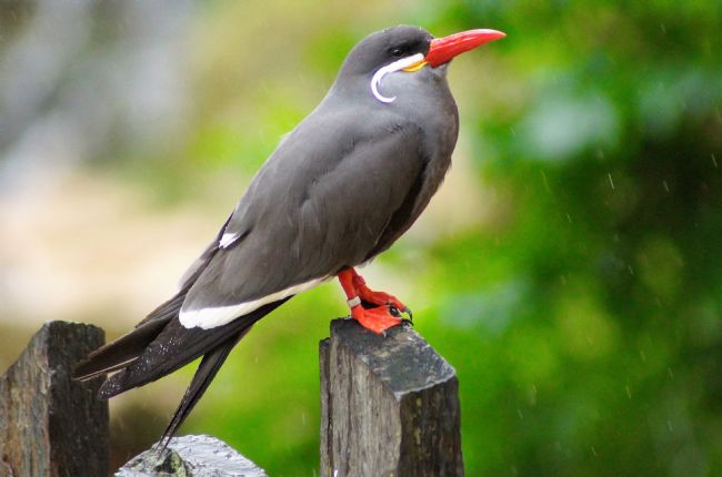 Penny Martin | Inca Tern Caught in the Rain