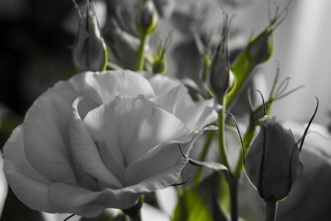 Penny Martin | Single white rose with green foliage