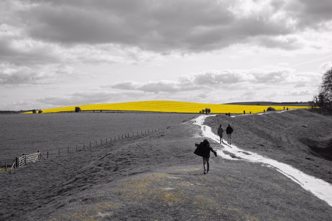 Penny Martin | Follow the Yellow Grass Road